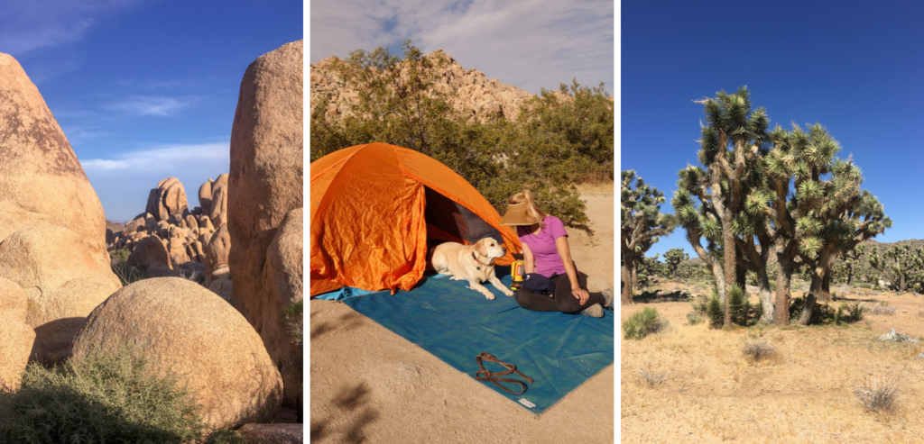 Beautiful Things to See and Do in Joshua Tree National Park