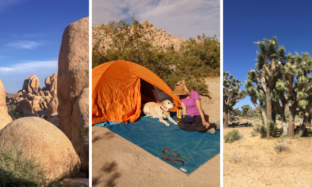 Beautiful Things to See and Do in Joshua Tree National Park