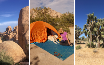 Beautiful Things to See and Do in Joshua Tree National Park