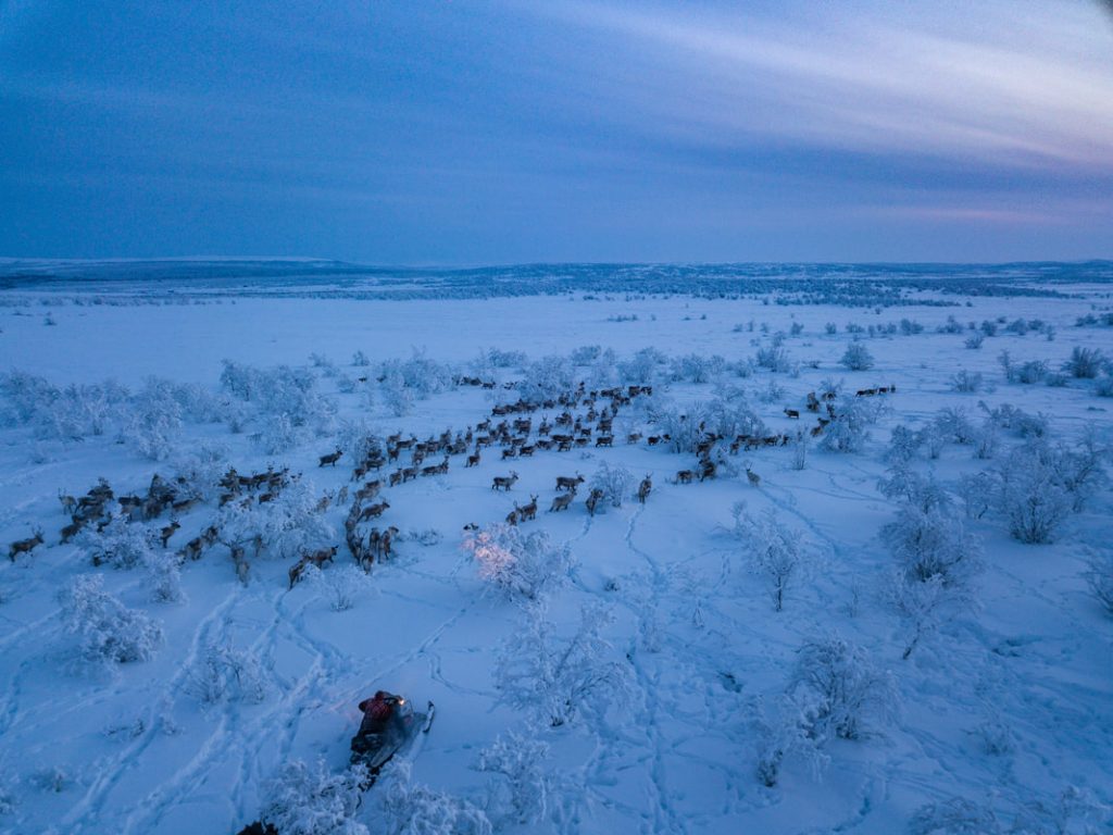 Sami man on snowmobile herding reindeer