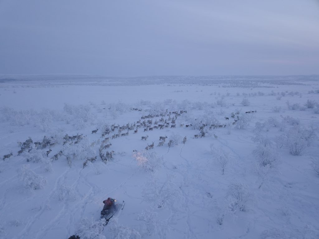 Reindeer being herded in FInnmark Norway