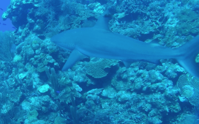 Reef Shark in the Belize barrier reef