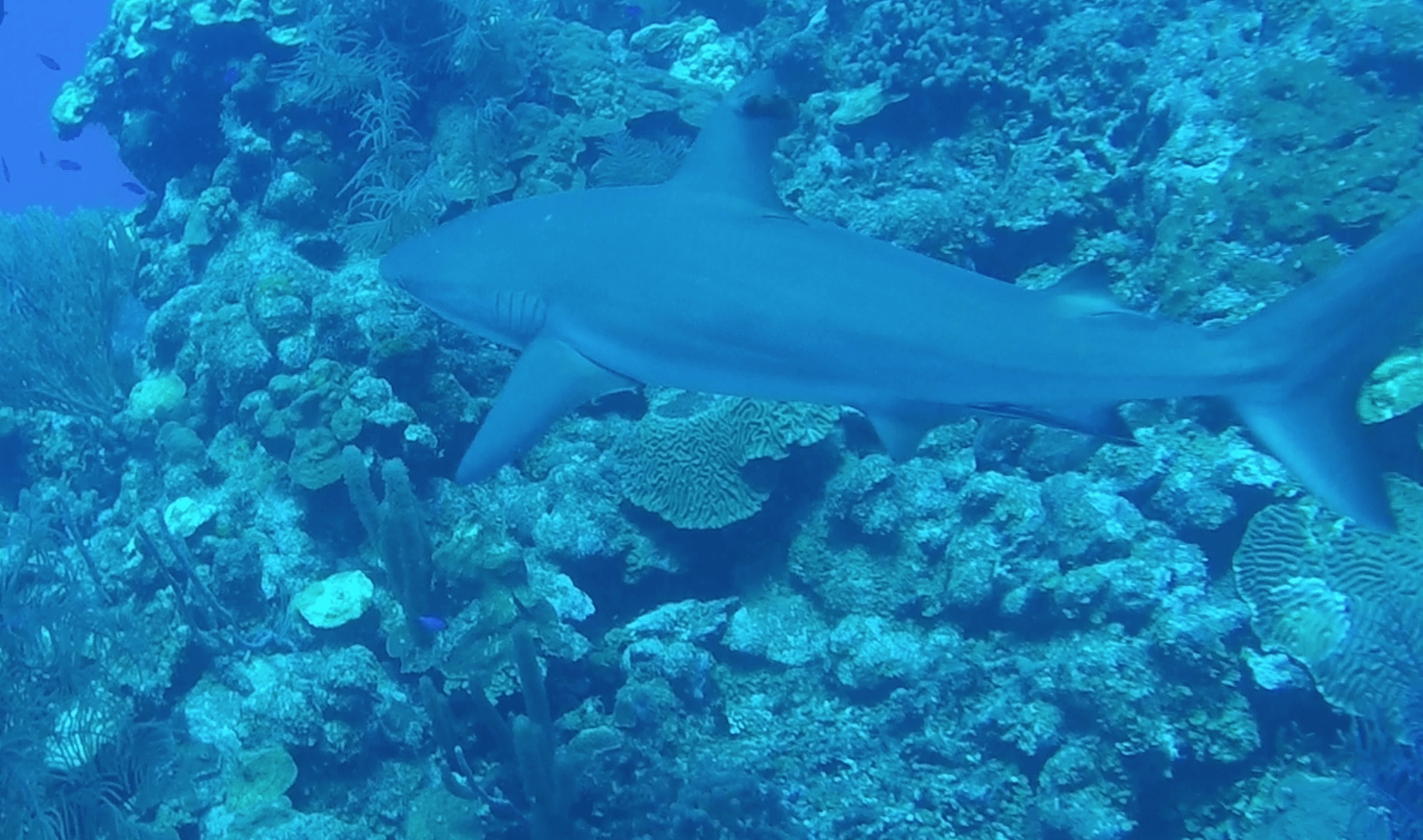 reef shark belize