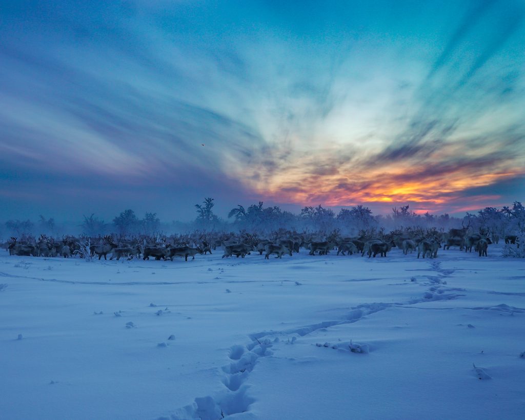 Reindeer in Finnmark Norway