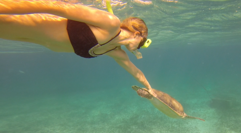 Swimming with sea turtles in Ambergris caye Belize