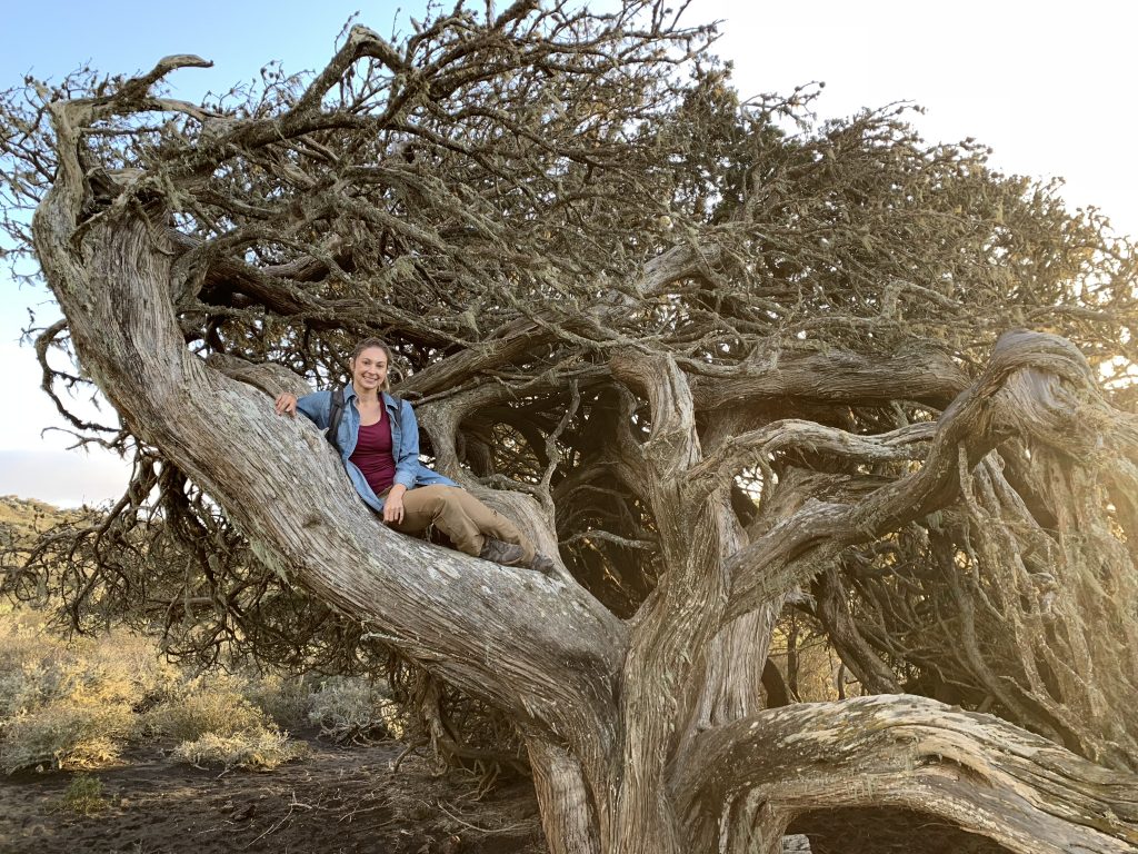 Alice in a juniper tree on El Hierro