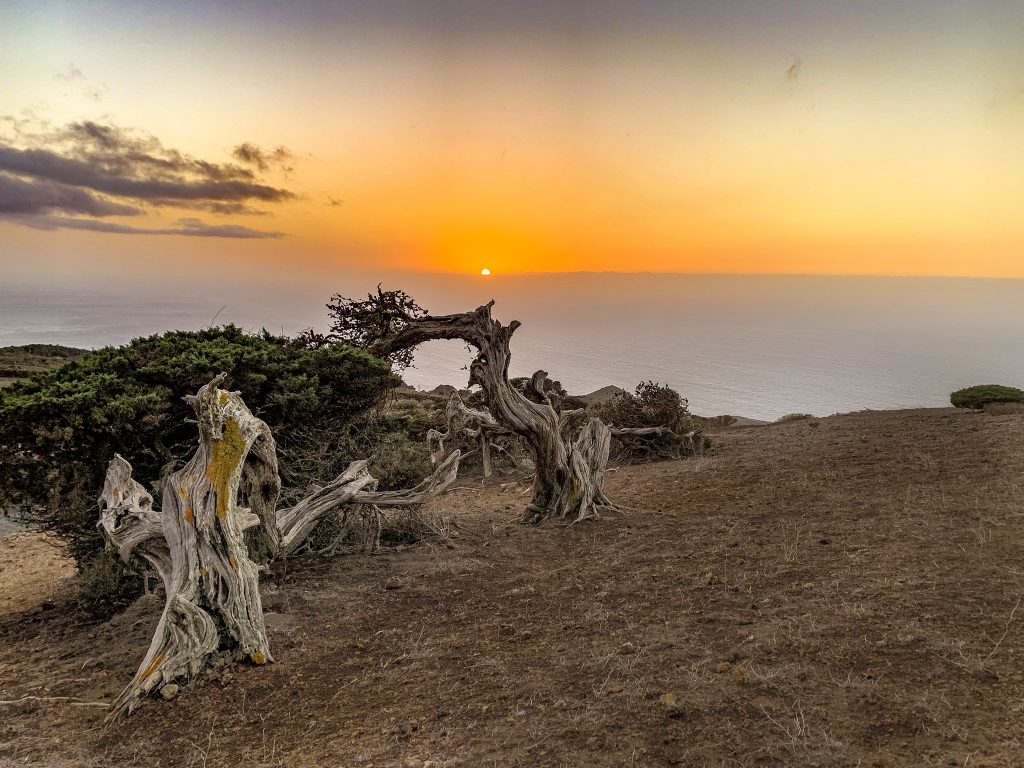 El Sabinar: Wind Trees on El Hierro.
