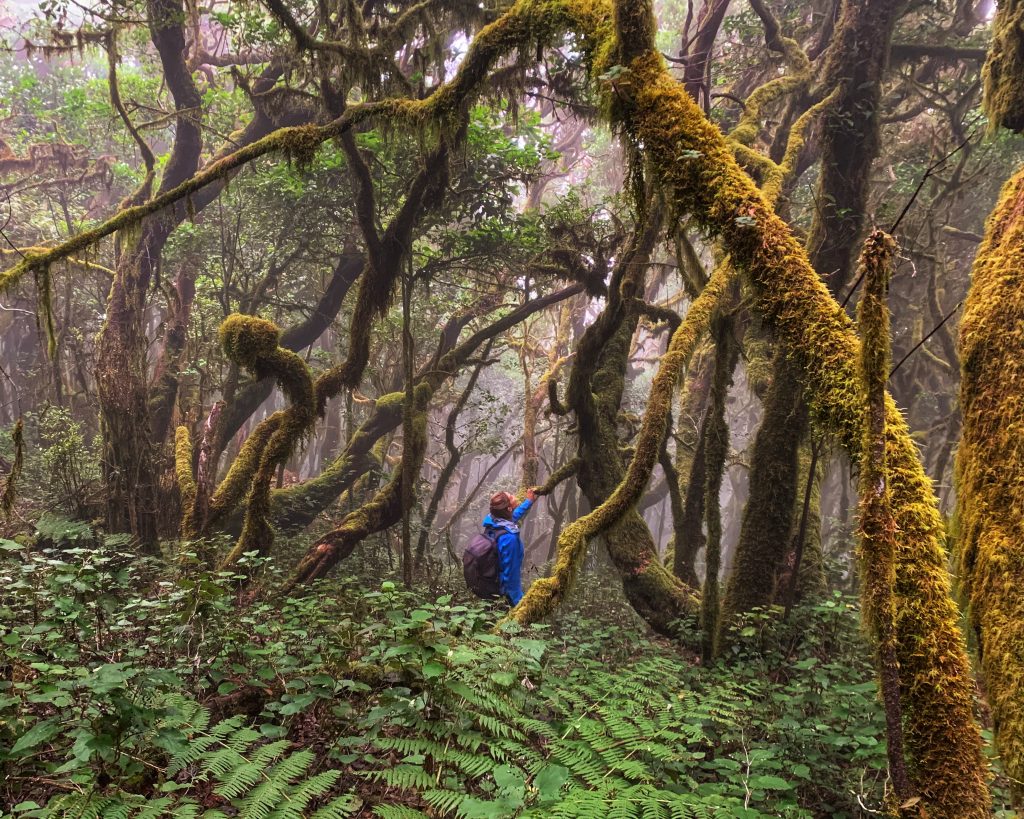 Alice in the enchanted forest on La Gomera
