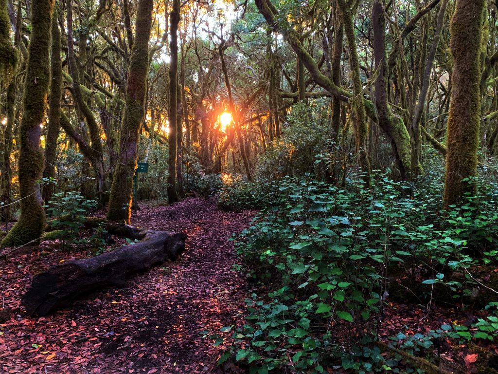 Reflections of light through the trees in Garajonay National Park on La Gomera