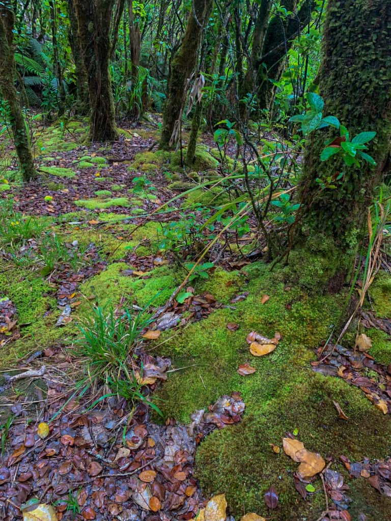 Mosses grows on the Pihea Trail