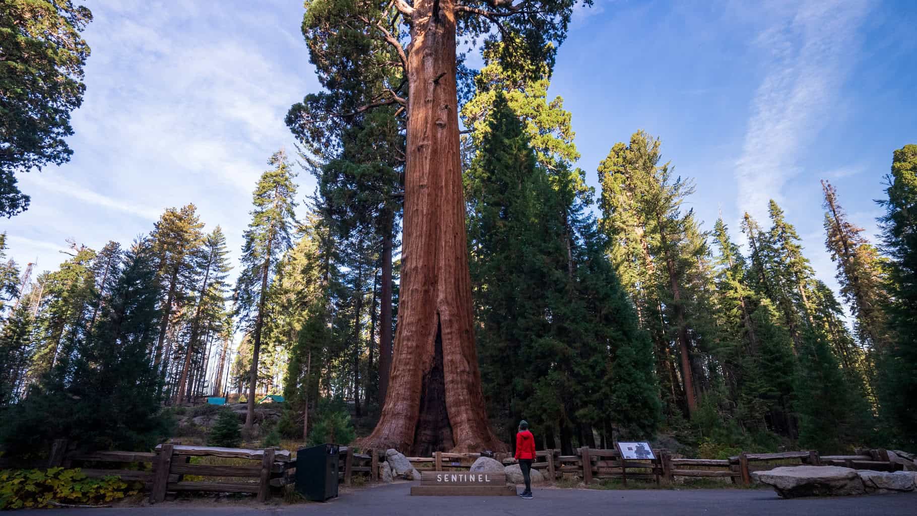 View of giant sequoia tree trunks with filtered sunlight on a summer day in Sequoia National Park in California, part of a East Coast to West Coast national parks road trip