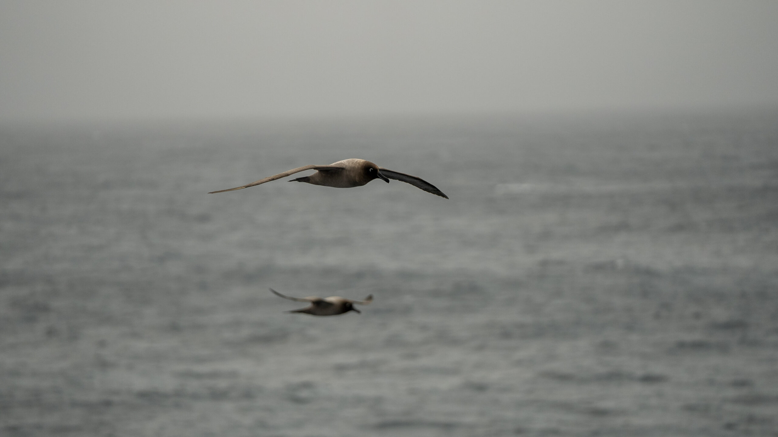 A giant albatross soars across the ocean 
