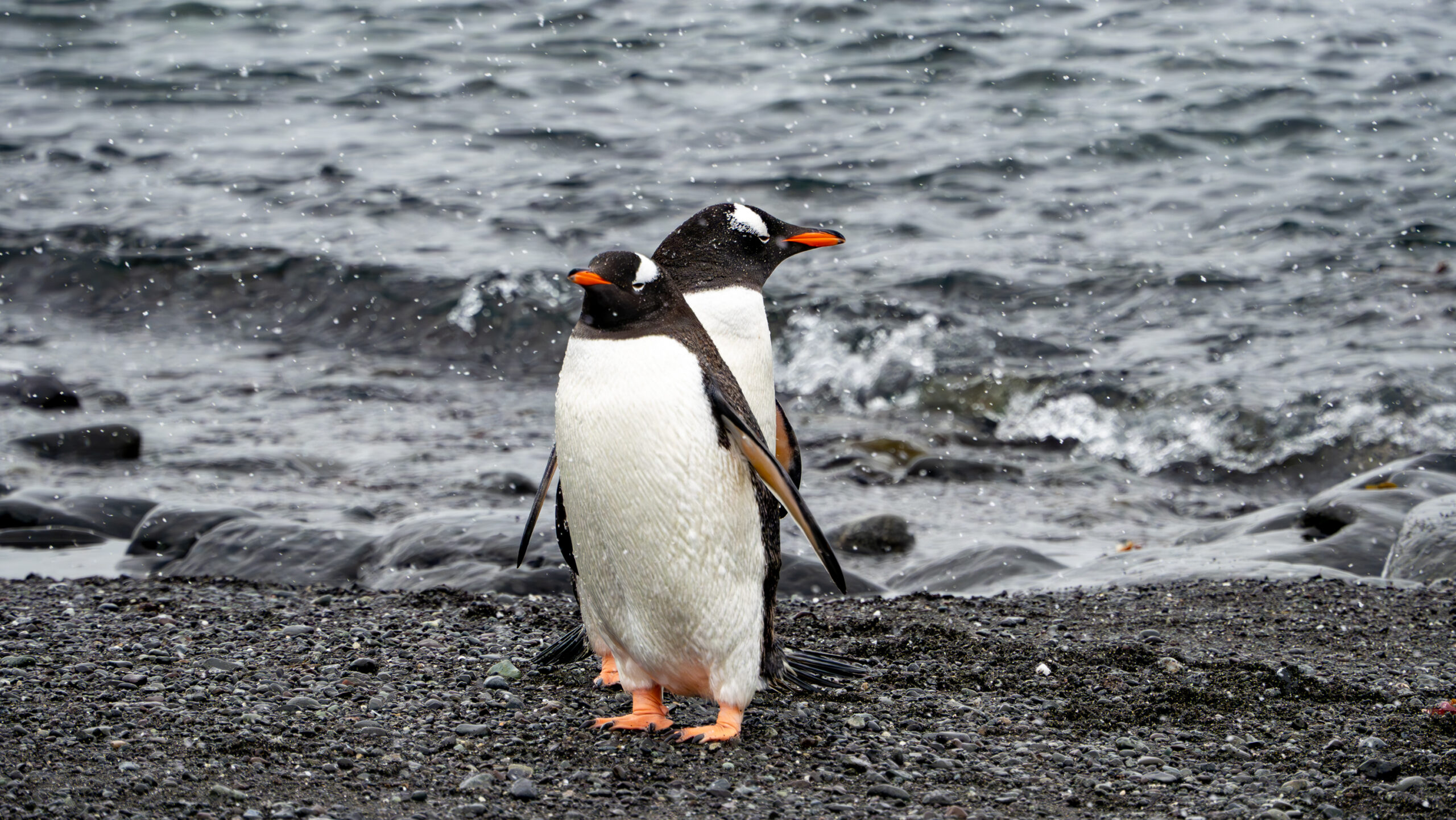2 Gentoo penguins exiting the water