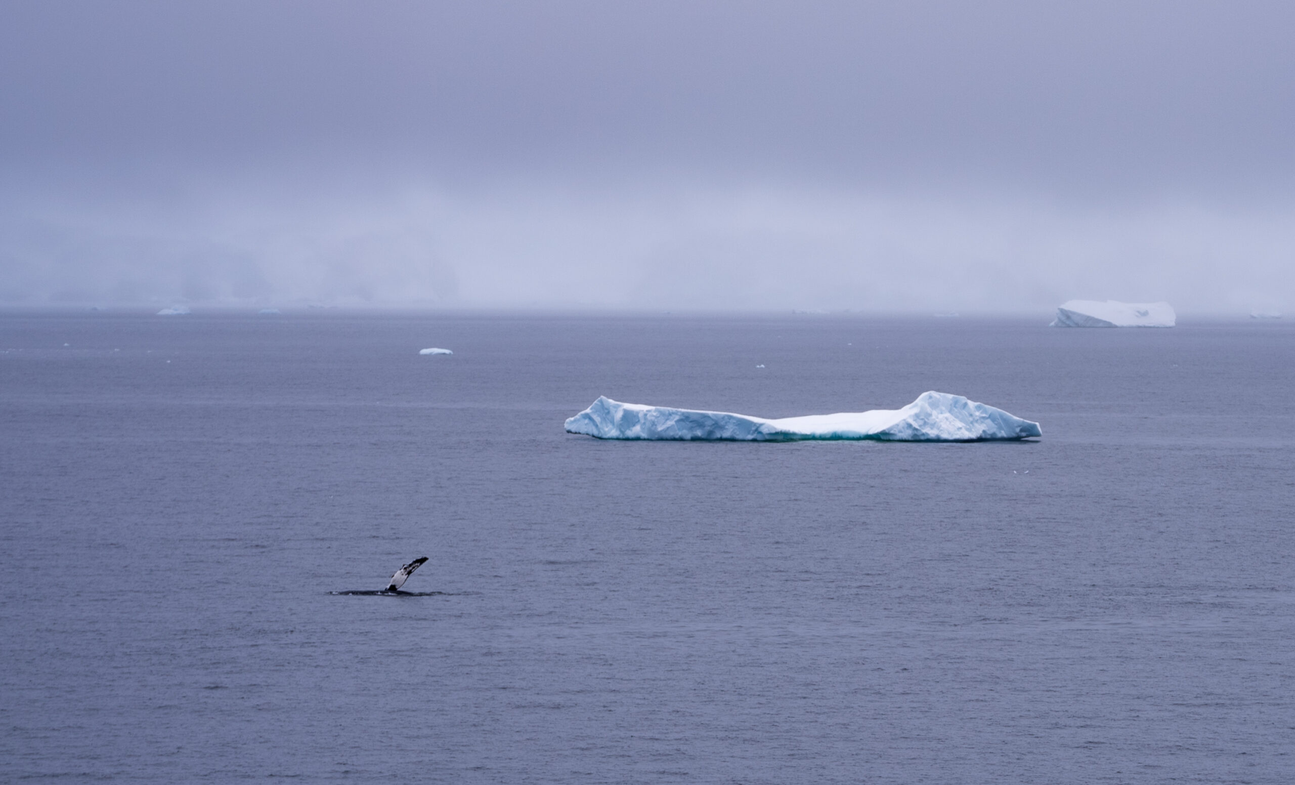 humpback whale waves with an iceberg in the distant antarctica