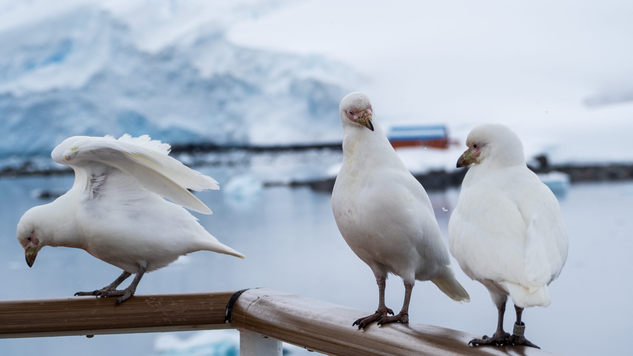 A group of snowy sheathbills on the rail of a ship with Brown Station in the background 