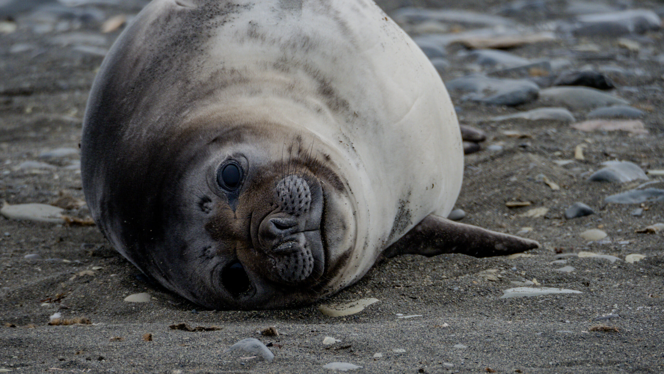 An elephant Seal pup poses for the camera on Elephant Point in the south shetland islands