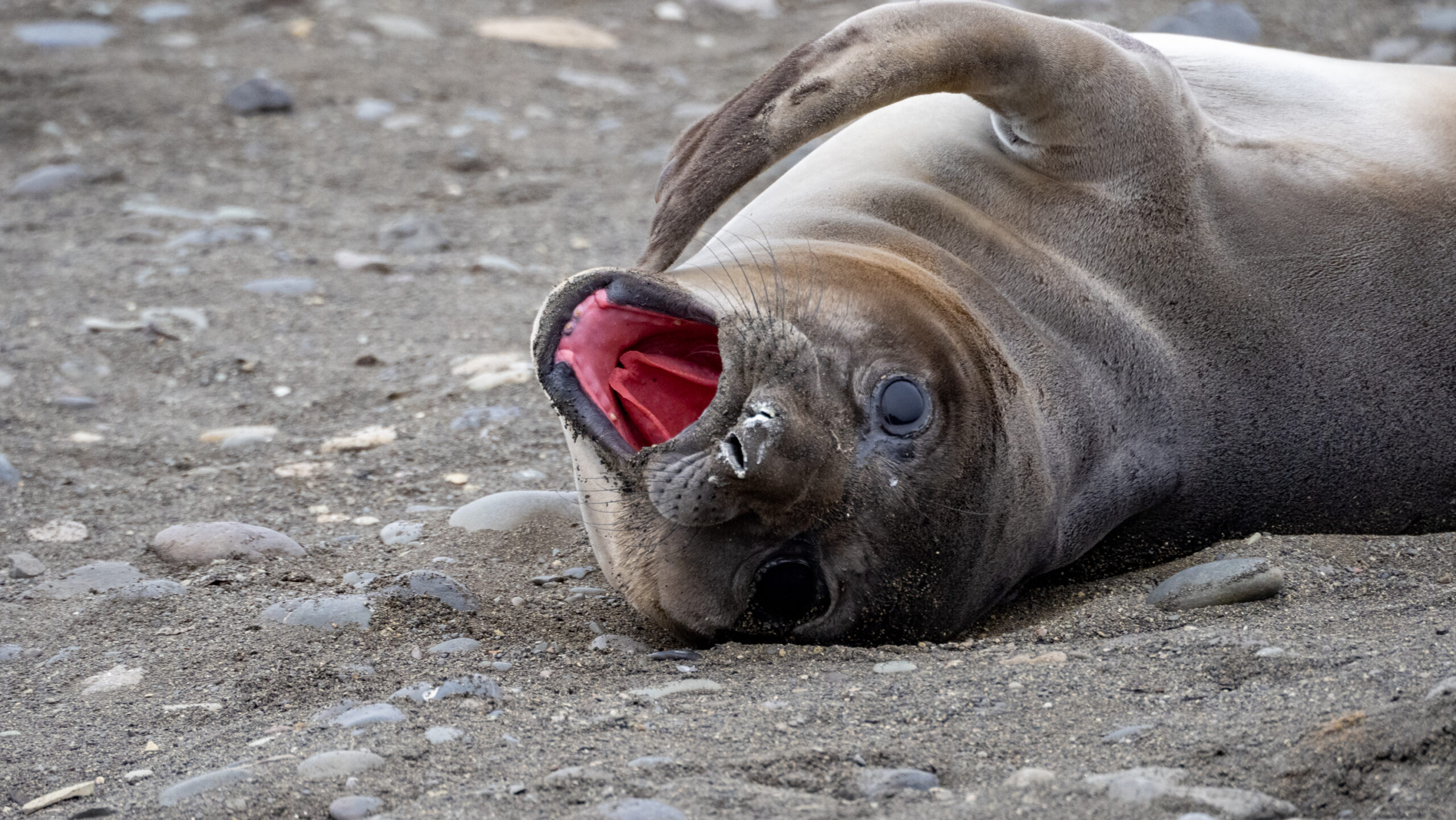 elephant seal pup yawning in antarctica 