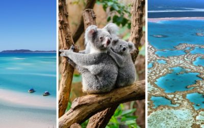 Three images of different areas of Australia including the Whitsundays, a Koala and it's cub in a tree, and a brid's eye view of the Great Barrier Reef