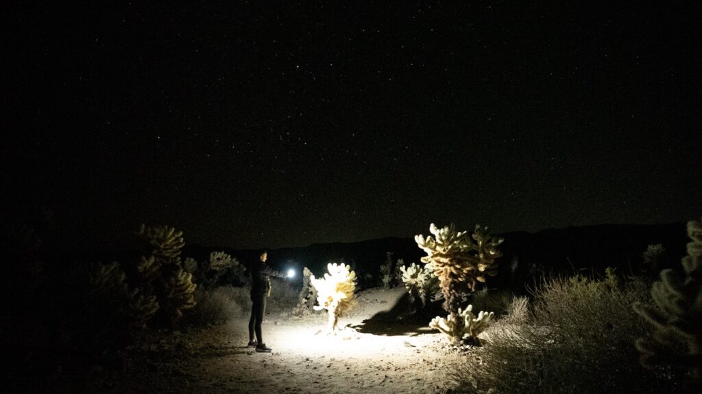 Cholla Cactus Garden at night