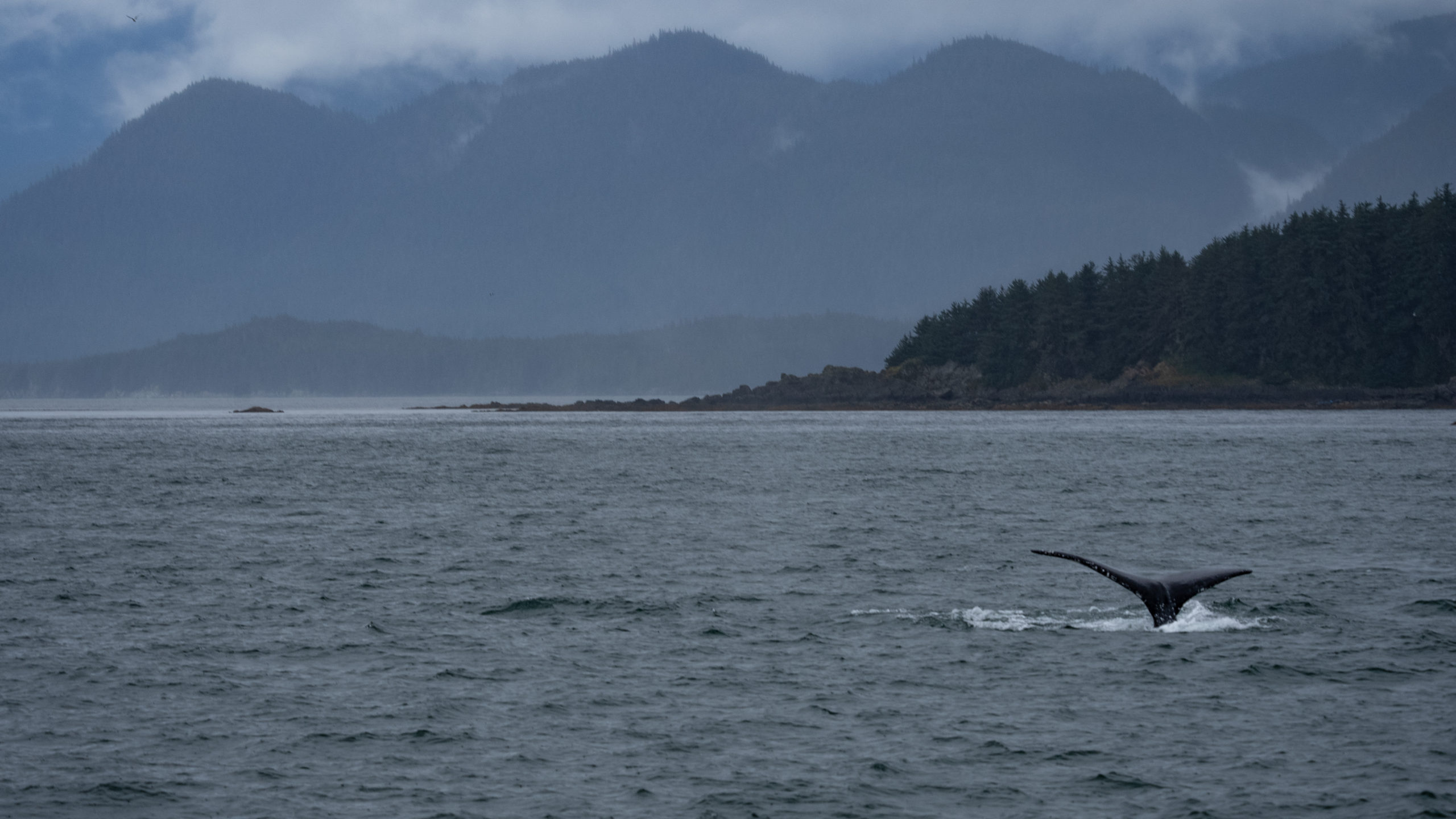 Whale tail in juneau alaska 