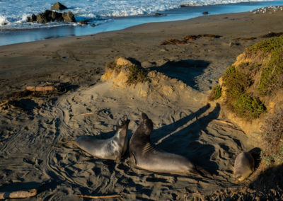 Sea lions on the coast of California