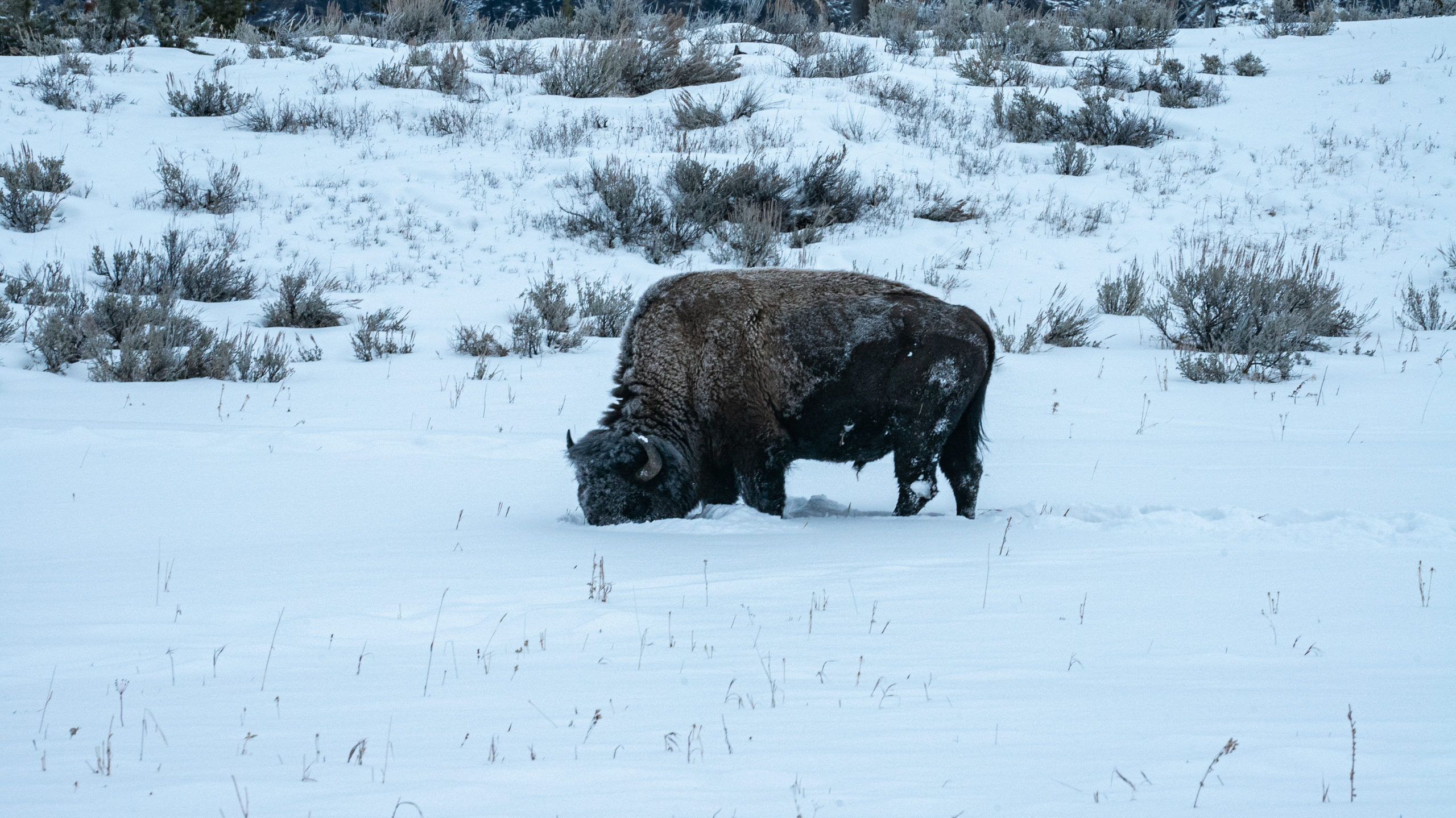 A lone male bison roots around under the snow looking for grass 