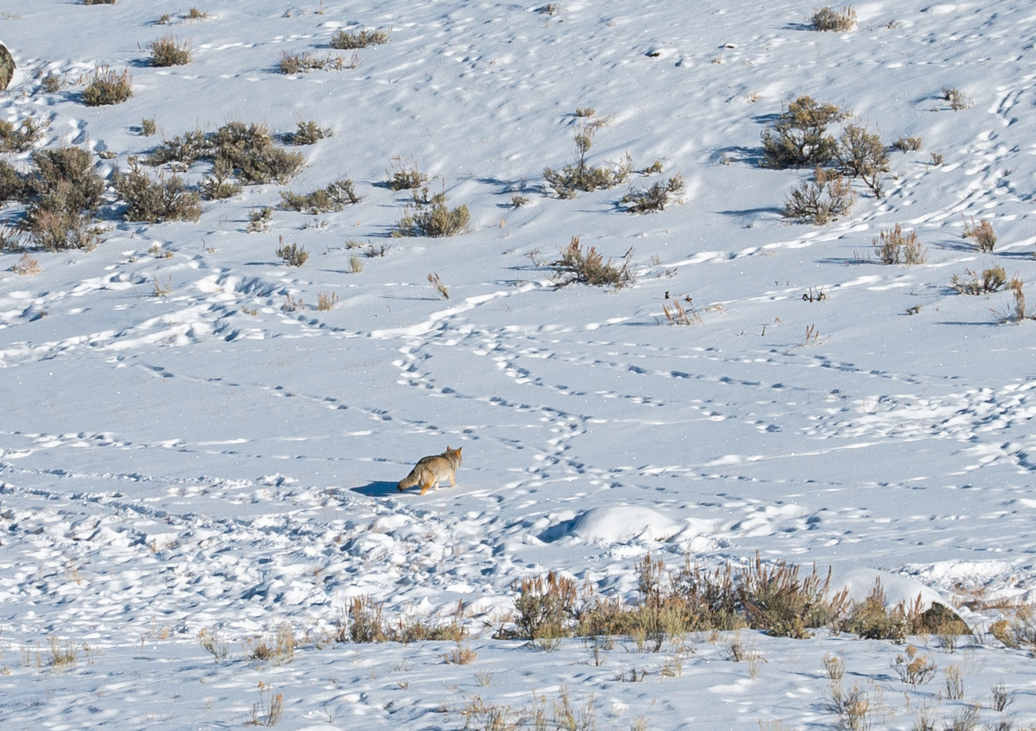 A coyote wandering across the snow in Yellowstone