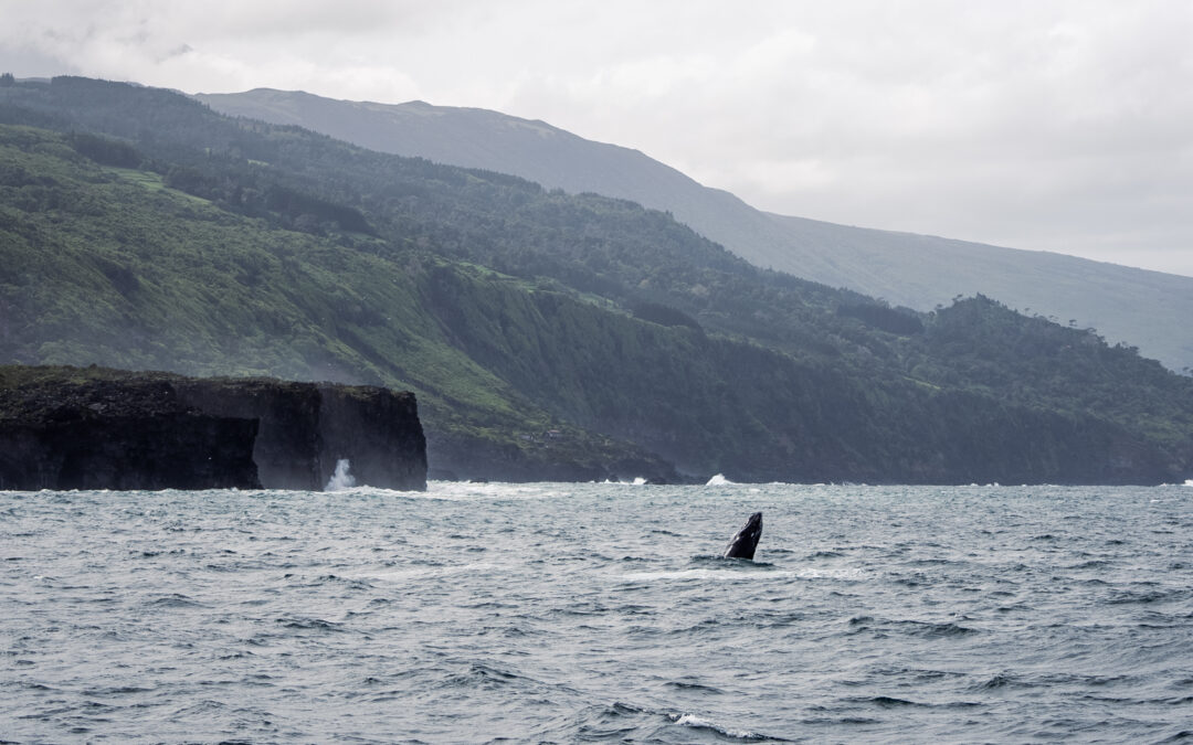 My Week as a Whale Scientist in the Azores with Biosphere Expeditions