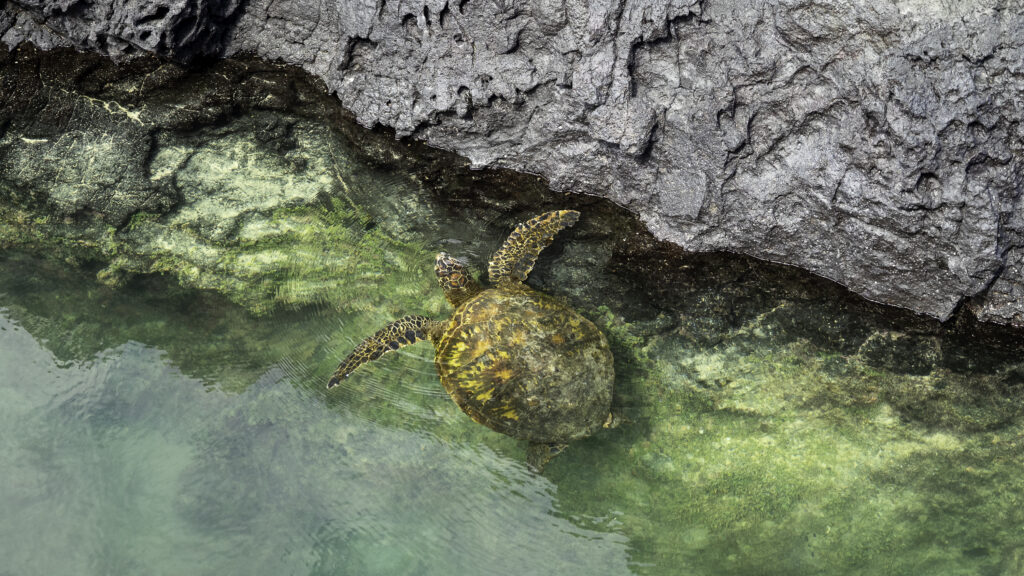 sea turtle in the galapagos