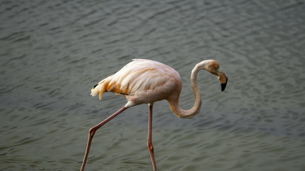pink flamingo on the island of Isabela in the Galapagos