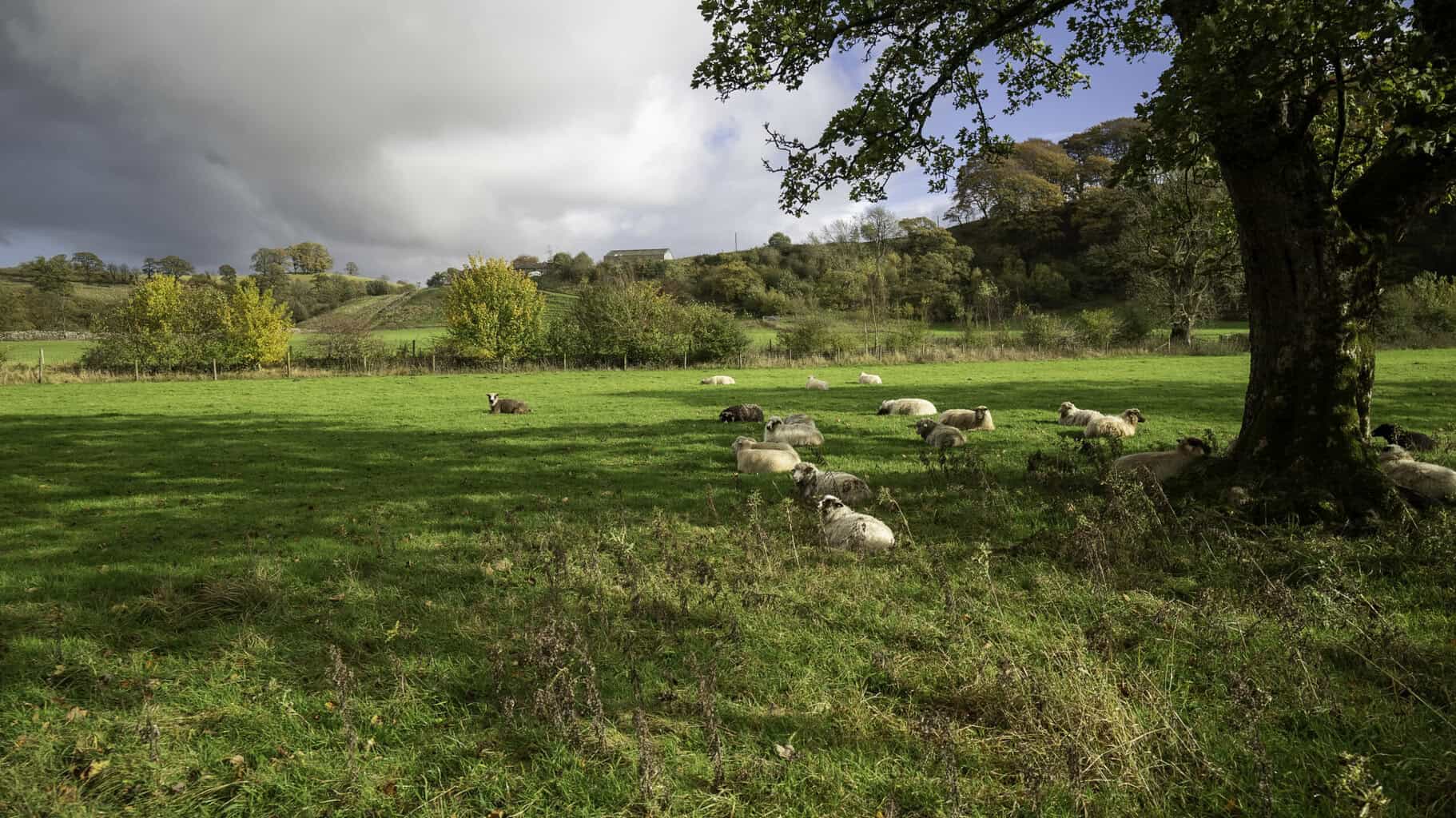sheep grazing outside brampton in the uk along the remains of hadrians wall path 