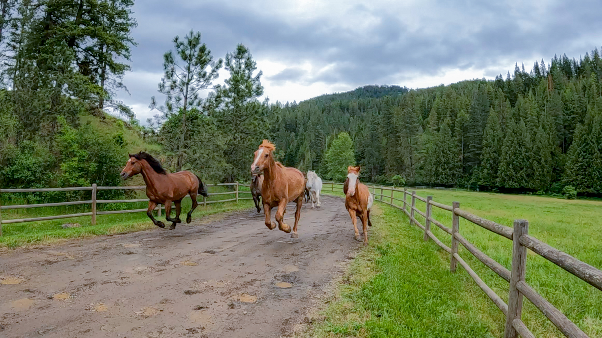 Horses Running in harrison idaho 