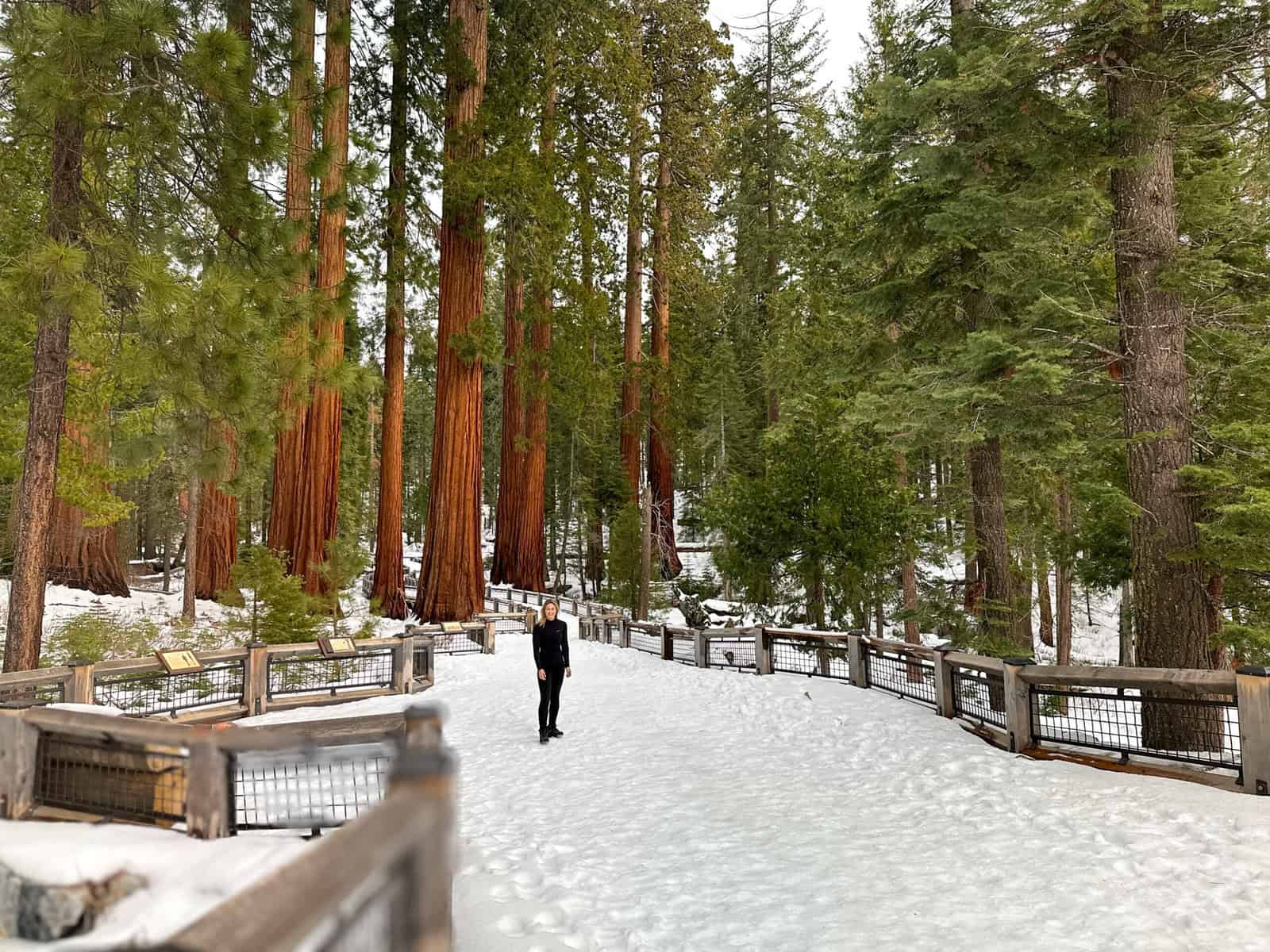 Alice in the Mariposa Grove in winter 