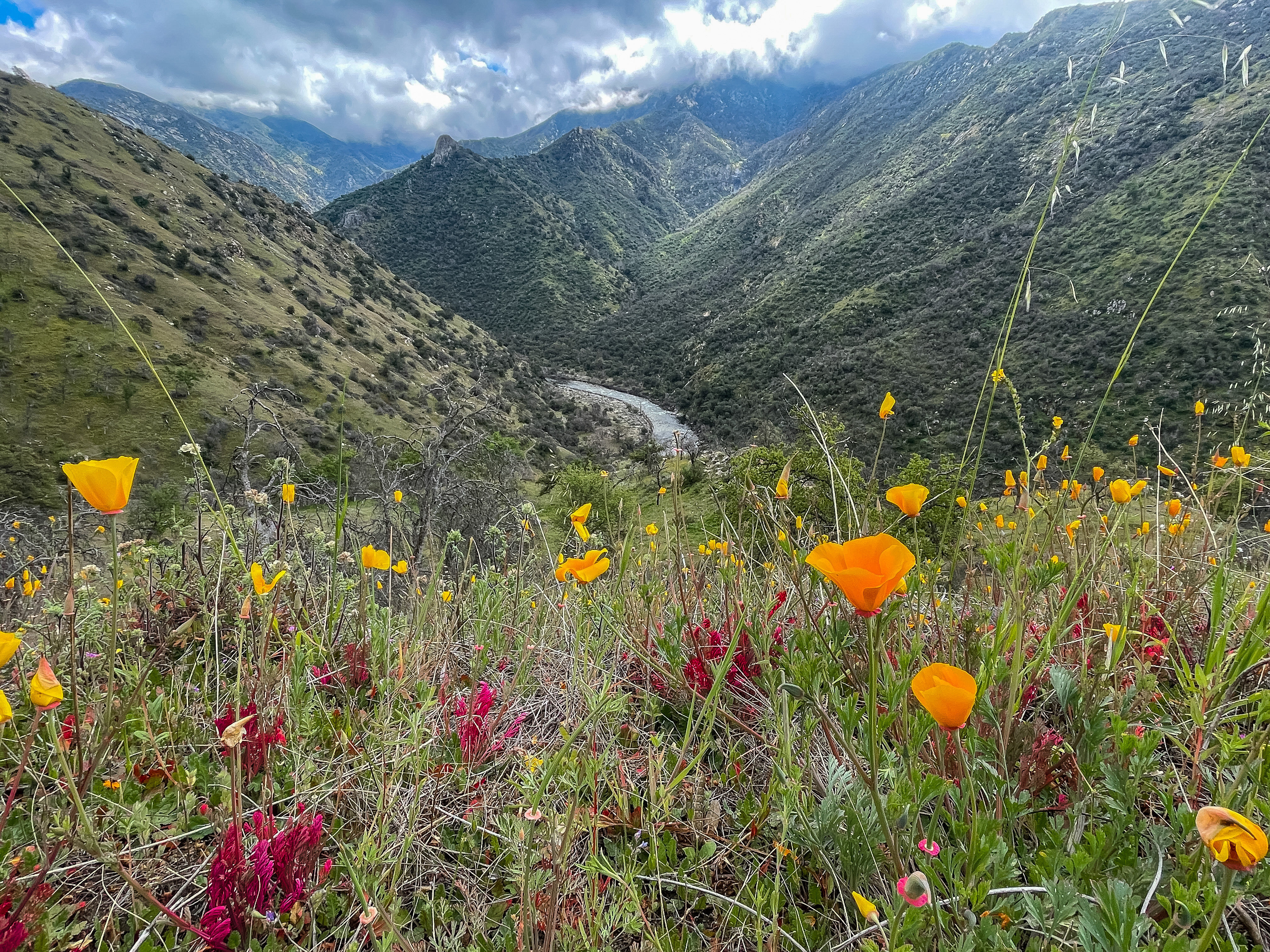 Wildflowers in Sequoia national forest in California 