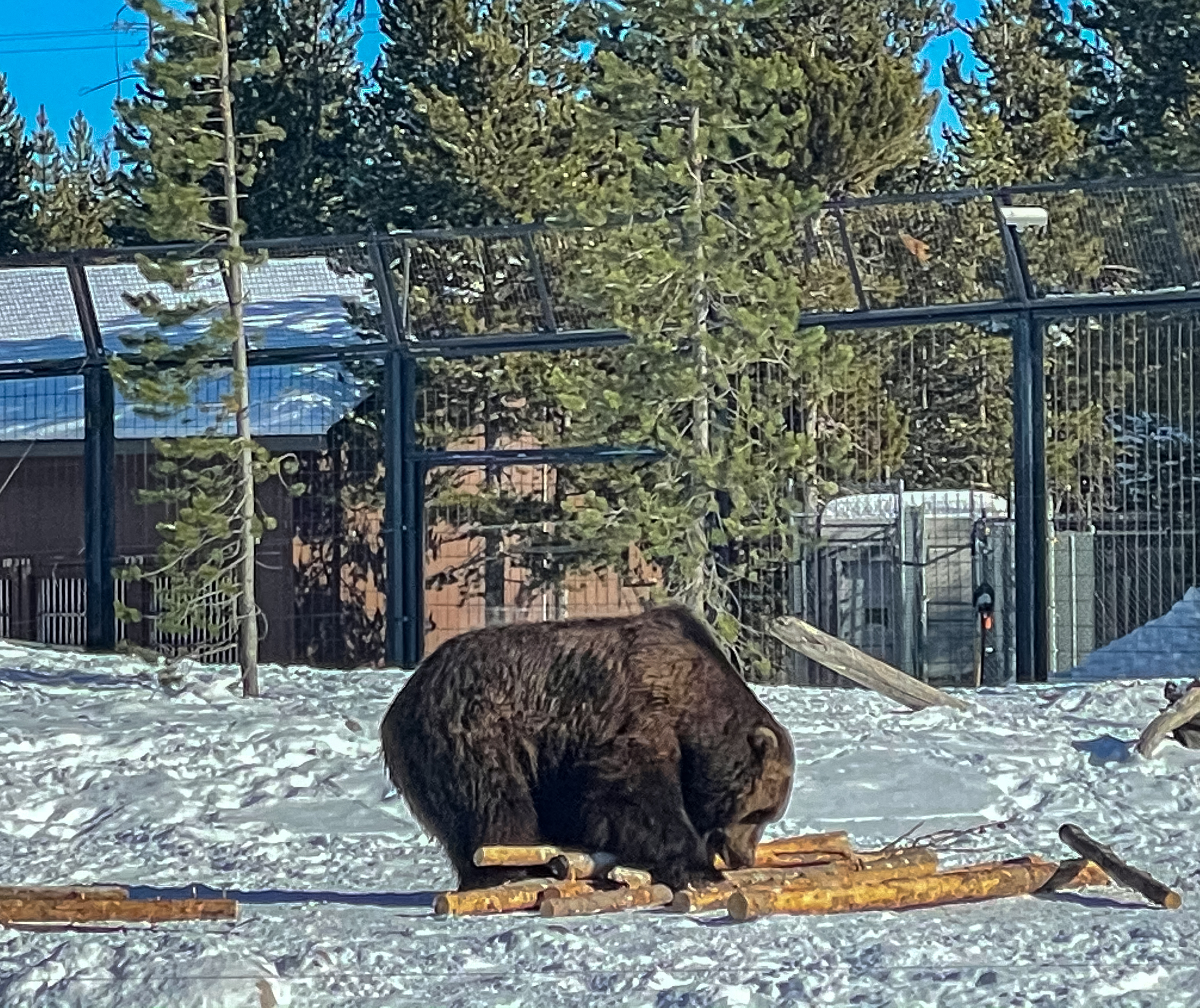 A female grizzly playing with a log at the grizzly and wolf center in west yellowstone