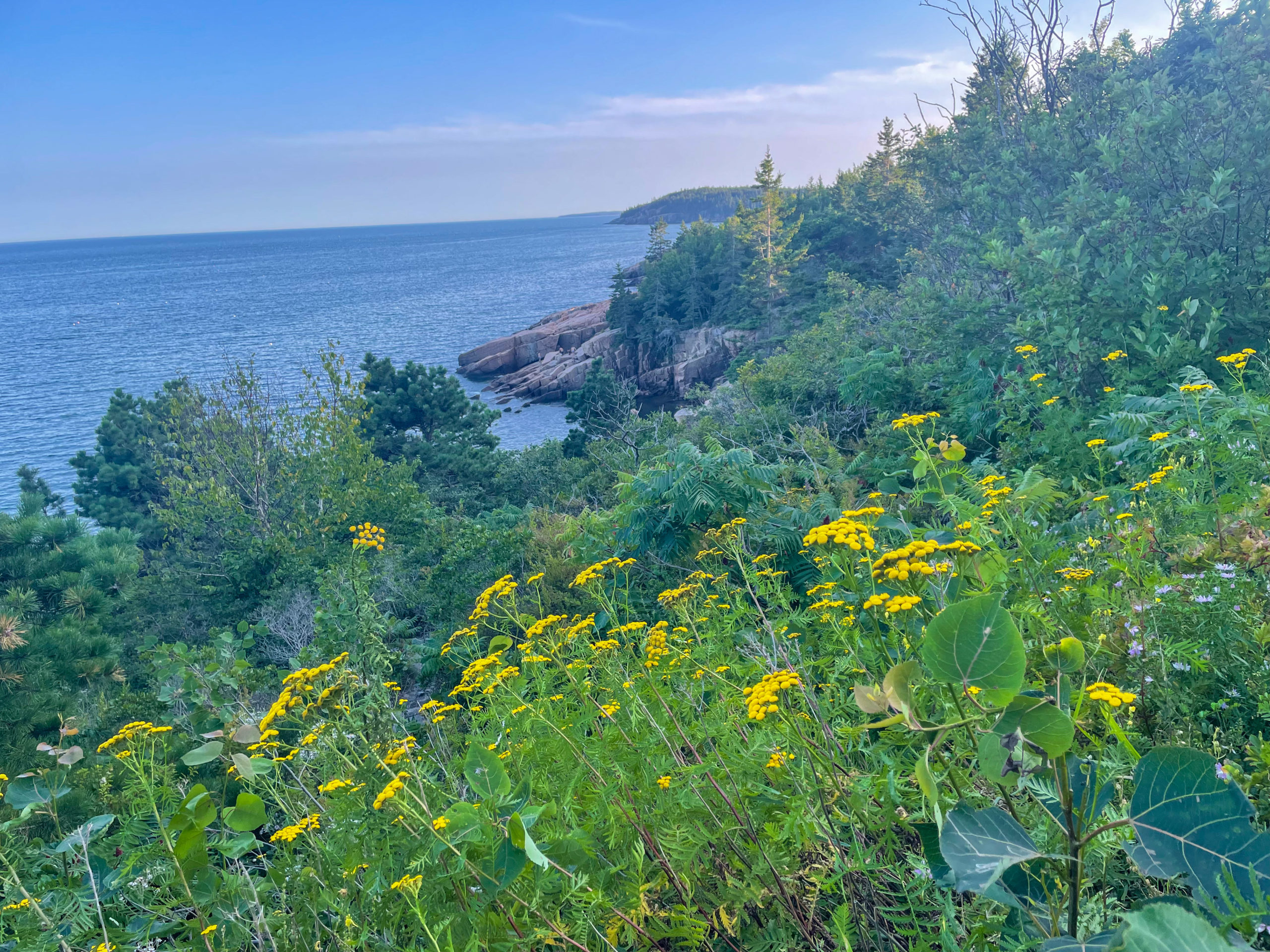 wildflowers at Acadia national Park
