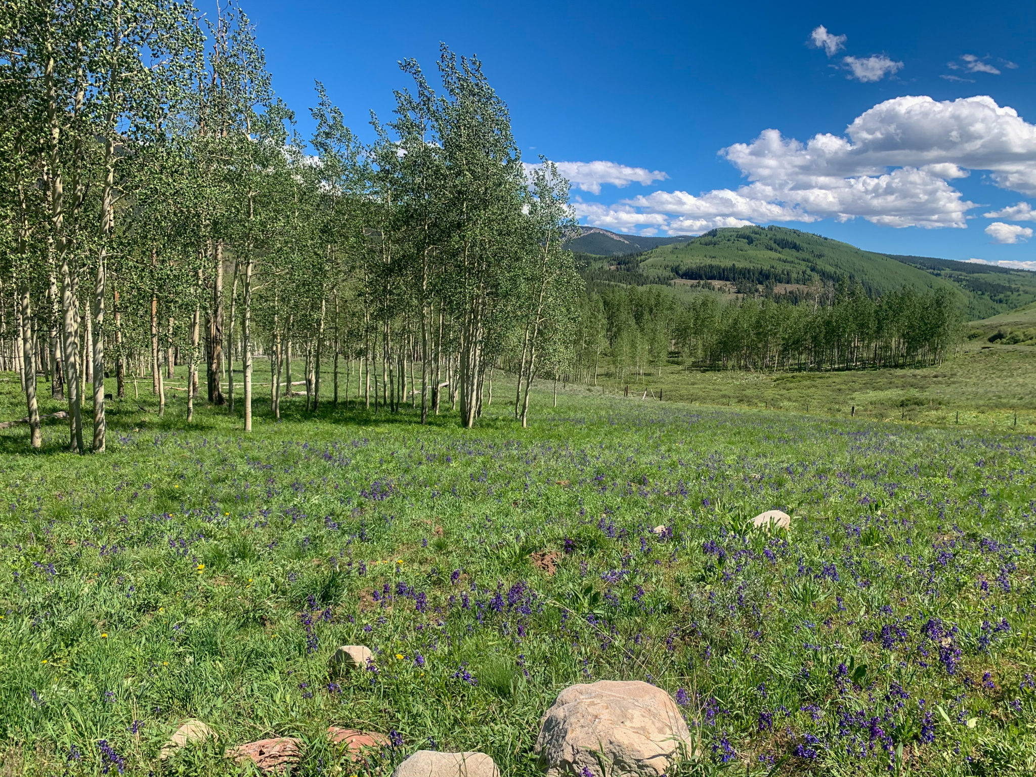 Best Spring Hikes for Wildflowers Around the U.S.