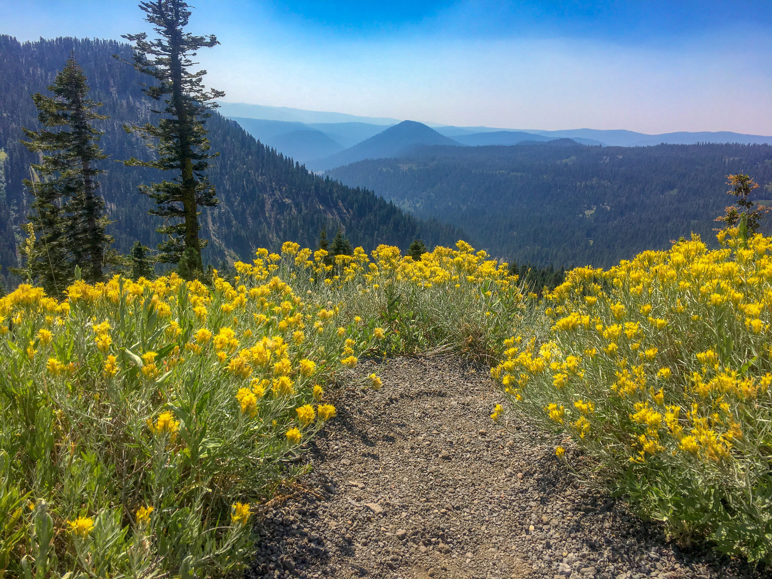 wildflowers in lassen volcanic national park 