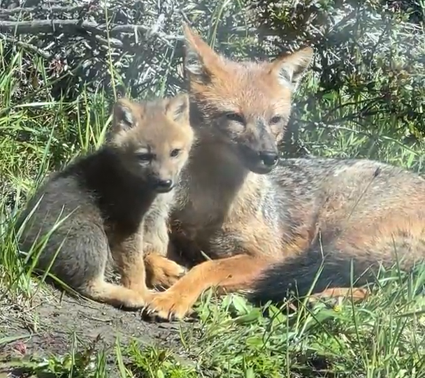 Red fox family playing together in the morning just outside Hotel Lago Grey