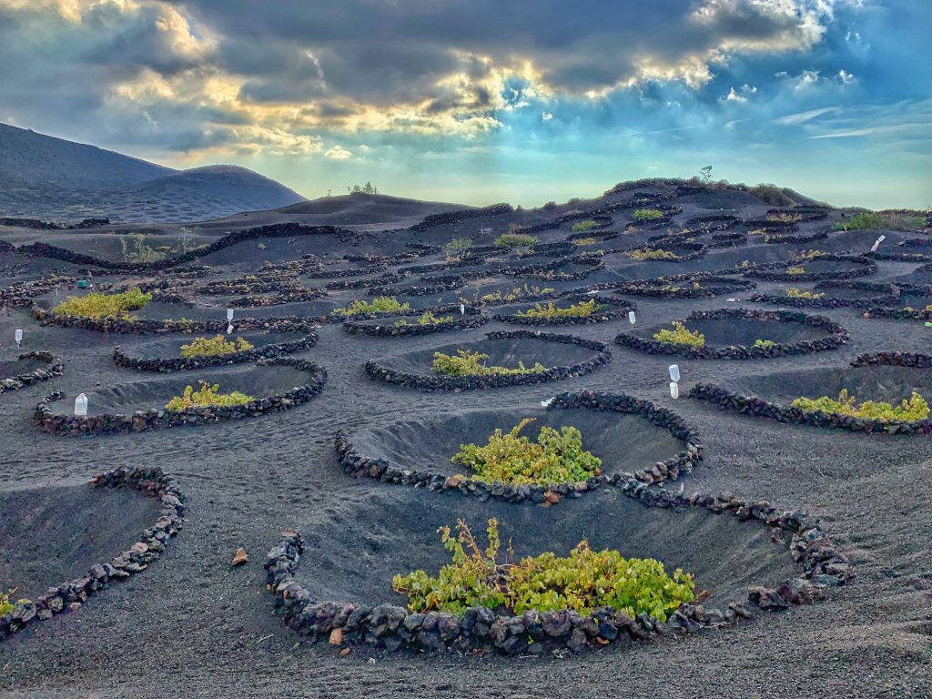 La Geria wine growing on Lanzarote