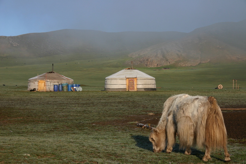 Yak grazing in Mongolia 