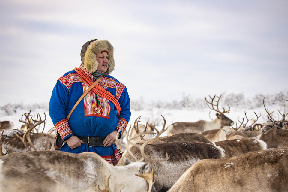 A Sami man standing around a herd of reindeer