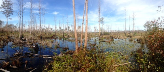 Okefenokee Swamp in Georgia 