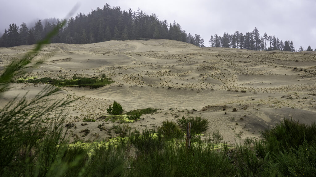 Sand dunes along the Oregon Coast