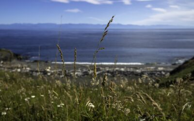 View of a calm beach in the San Juan Islands, home of the best island hopping in the US, with sea grass focused in the foreground and waves crashing gently in the background