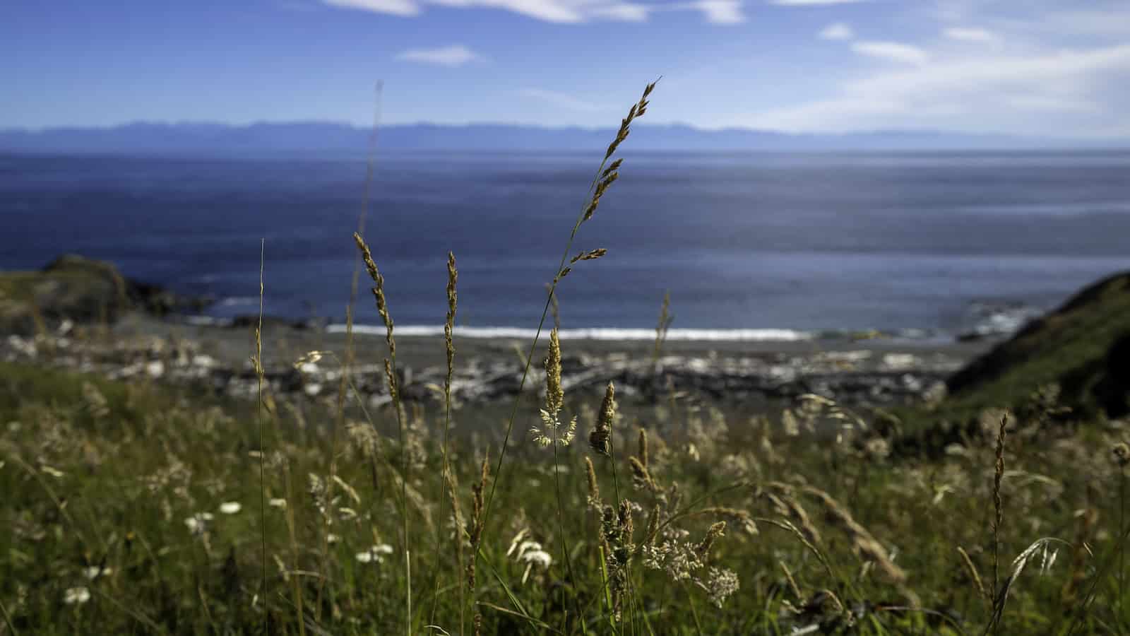 View of a calm beach in the San Juan Islands, home of the best island hopping in the US, with sea grass focused in the foreground and waves crashing gently in the background