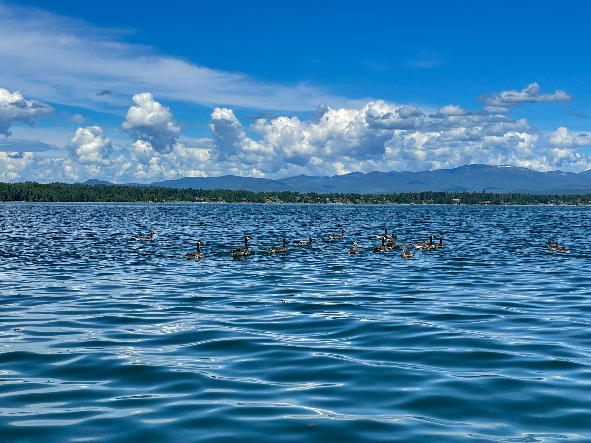 geese swim in lake Pond oreille