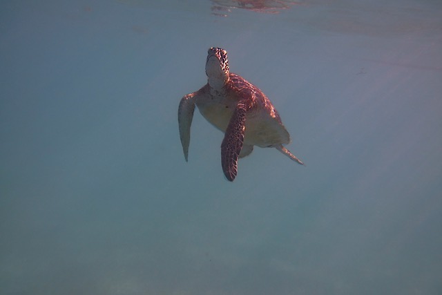 Sea turtle coming up for air 