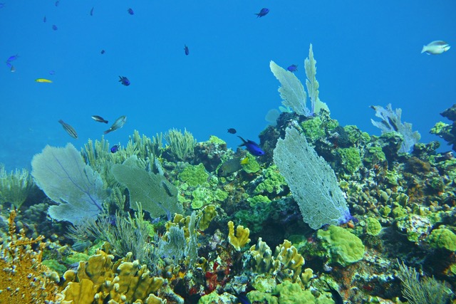 tropical fish in coral reef cozumel 