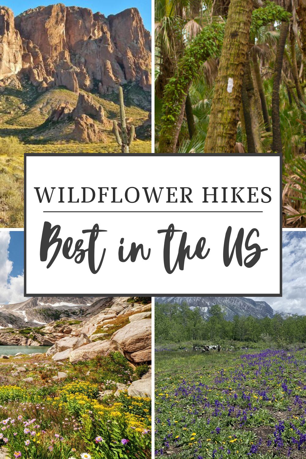 Best Wildflower hikes in the US. #hiking #alicesadventures #wildflowers 